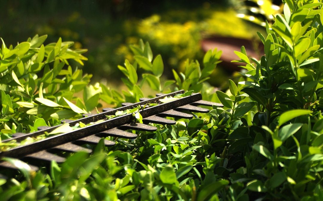 Welche Pflanzen Zuruckgeschnitten Werden Mussen Mein Garten