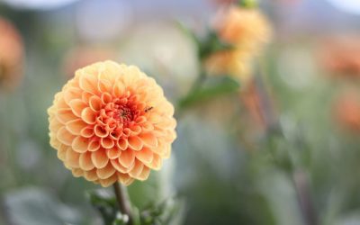 Unverzichtbare Blumen für den Garten