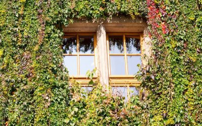 Fassadenbegrünung – Klimaschutz und Gestaltung im Einklang