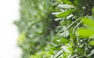 Klimasensible Gartengestaltung gegen Hitze und Trockenheit
