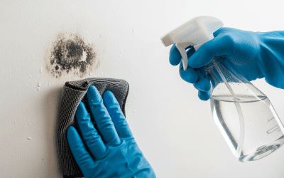 Schimmel im Haus vermeiden: Prävention und schnelle Hilfe